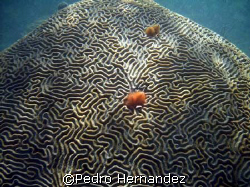 Symmetrical Brain Coral,Humacao, Puerto Rico by Pedro Hernandez 